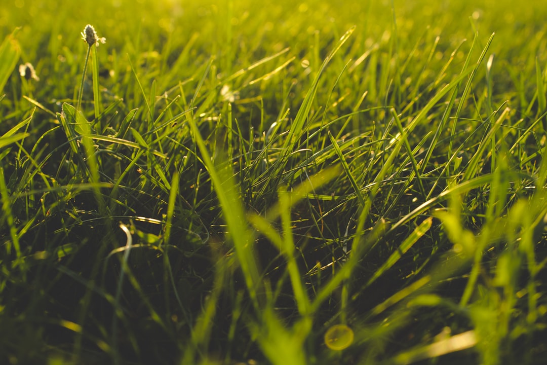 Grassroots Talent Identification