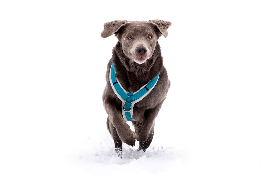 Harness Reddybook’s Interactive